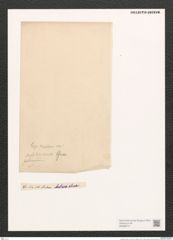 Diatomeae indet. (de-Toni-Nr.: Species 1309 ?) Zeichnungen Sammlung Grunow (NHMW-BOT-W0369777)